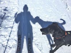 Image result for Pet Friendly Ski Resorts Utah