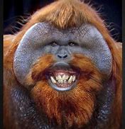 Image result for Funny Crazy Animal Faces