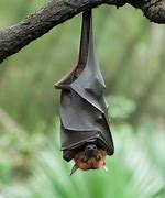 Image result for Bat Hanging Upside Down