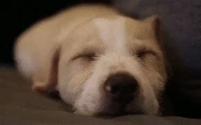 Image result for Animated Sleep Puppy Loop Giffy