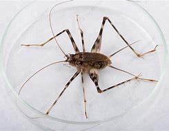 Image result for Common Cave Cricket