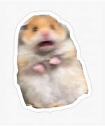 Image result for Screaming Hamster Meme