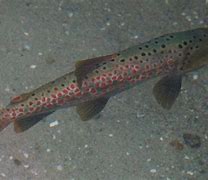 Image result for Ohrid Trout