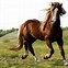 Image result for Best Horse Background