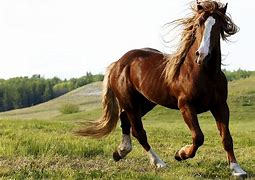 Image result for Horse Pictures for Background