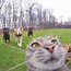 Image result for Funny Close Up Animal PFP