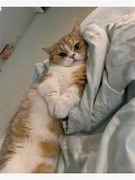 Image result for Sad Cat in Bed Meme