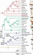 Image result for Canidae Chart
