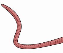 Image result for Red Wiggler Worm Cartoon