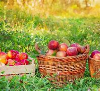 Image result for picking apple baskets
