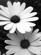 Image result for Black and White Daisies