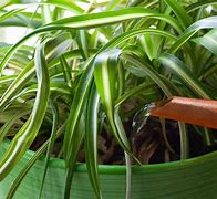 Image result for Spider Plant Watering