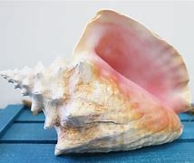 Image result for Conch Shell