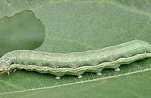 Image result for "beet-armyworm"