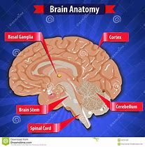 Image result for Head Anatomy Diagram
