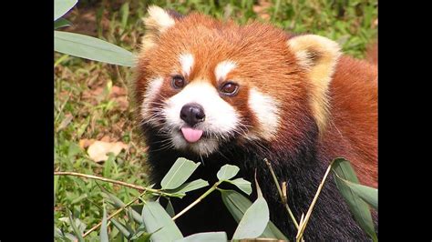 Image result for Red Panda Compilation