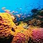 Image result for Underwater Photos Coral and Fish