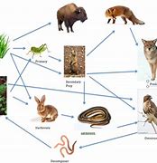 Image result for Grass Food Chain