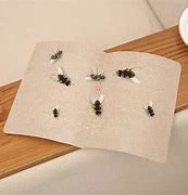 Image result for Glue Board Fly Trap