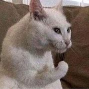 Image result for Cat with a Gat Meme