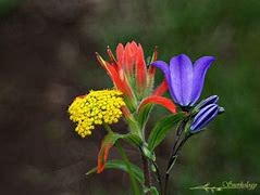 Image result for Arizona Wildflowers