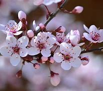 Image result for Pink and Cherry Blossoms