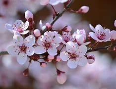 Cherry Blossem 的图像结果