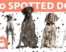 Image result for Dog Spot Big