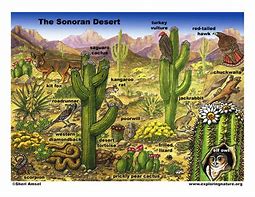 Image result for Sonoran Desert Ecosystem