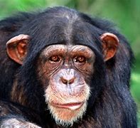 Image result for Baby Orangutan Meme