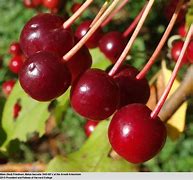 Image result for Malus baccata Gracilis