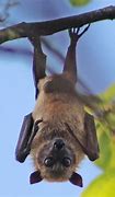 Image result for Sulawesi Flying-Fox
