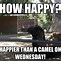 Image result for Camel Wednesday Fall Meme