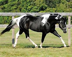Image result for APHA Paint Horse