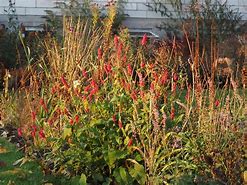 Image result for Persicaria amplexicaulis J.S. Caliente (r)