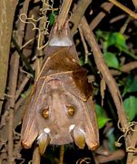 Image result for East African Fruit Bat