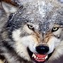 Image result for Wild Wolves Animal