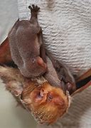 Image result for Old Hickory Mother Day Bat