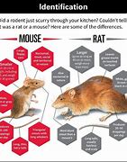Image result for Mouse vs Rat Ears