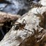 Image result for Giant African Cave Cricket