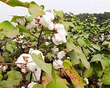 Image result for Cotton Varieties