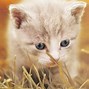 Image result for Clever Kitty
