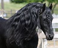 Image result for Friesian Horse Head