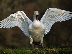 Image result for Swan Wings