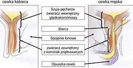 Image result for co_oznacza_zwieracz_wewnętrzny_odbytu