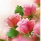 Image result for iPhone Rose Wallpaper 4K