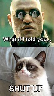 Image result for Grumpy Cat Tiger Lion Meme
