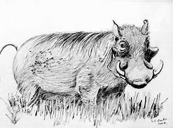 Image result for Warthog Drawing