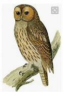 Image result for Vintage Owl Clip Art