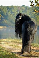 Image result for Friesian Horse Most Beautiful